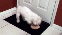 Dog Cant Stop Squeaking Toy