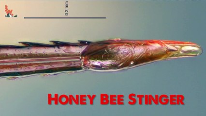 SUPER Toxic Ant Venom!
