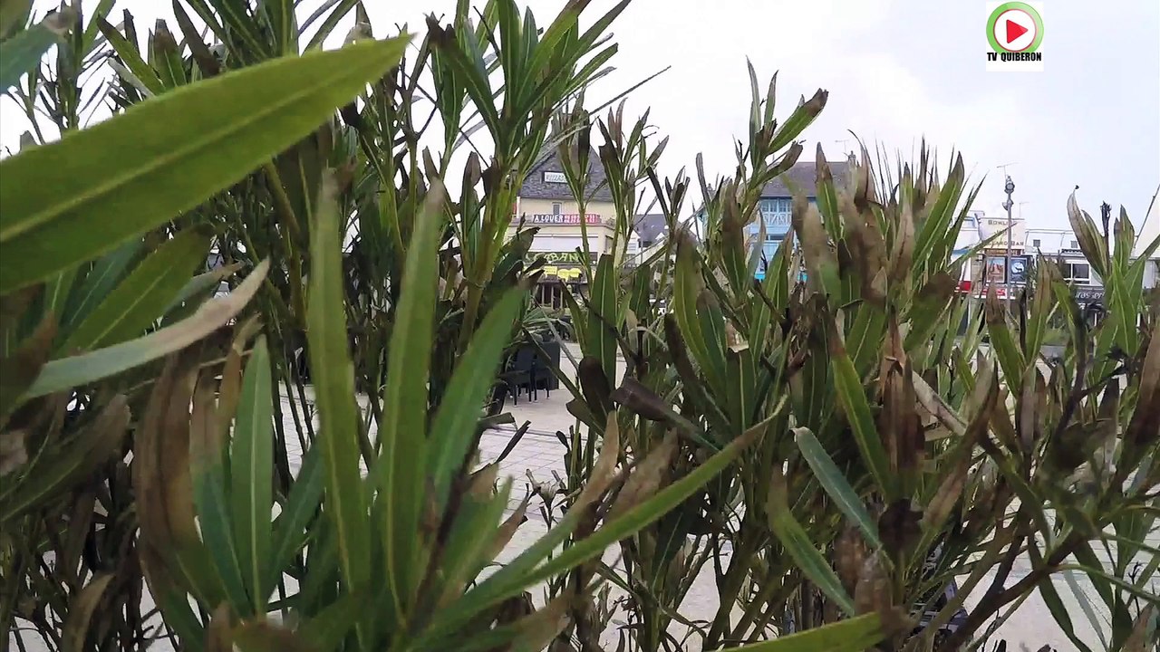 Quiberon   |  La Tempête a mangé le Sable de la Grande Plage   |  TV Quiberon 24/7