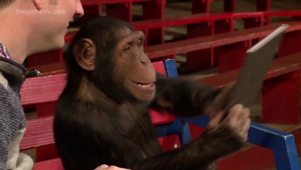 Des chimpanzés réagissent à des tours de magie