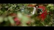 Fitoor  Trailer  Aditya Roy Kapur  Katrina Kaif  Tabu  In Cinemas Feb. 12