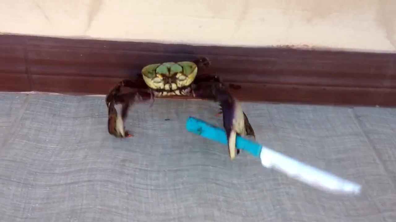 Gangster crab daily motion