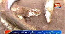 Athara Hazari: used poison for Fish hunting in Jhelum and Chenab river