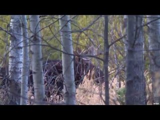 Moose Hunting with Bow and Arrow