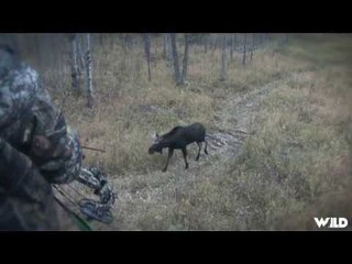 Hunting Moose with Bow in Alberta Part 2