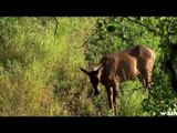Hunting Elk and Mule Deer with Bow