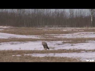 Coyote Walks Towards Its Predator