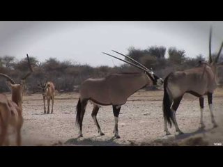 Hunting Gemsbok with Bow in South Africa