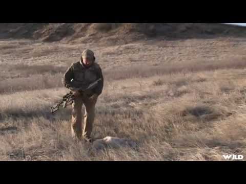 Hunting Coyotes on the Prairies
