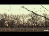 Hunting Canada Geese in Kansas