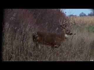 Hunting a Monster 12 Point Buck with Bow