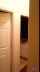 Lemur Bounces Off The Walls