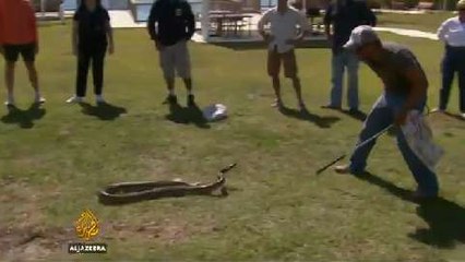 Invasive Burmese pythons endanger US wetlands