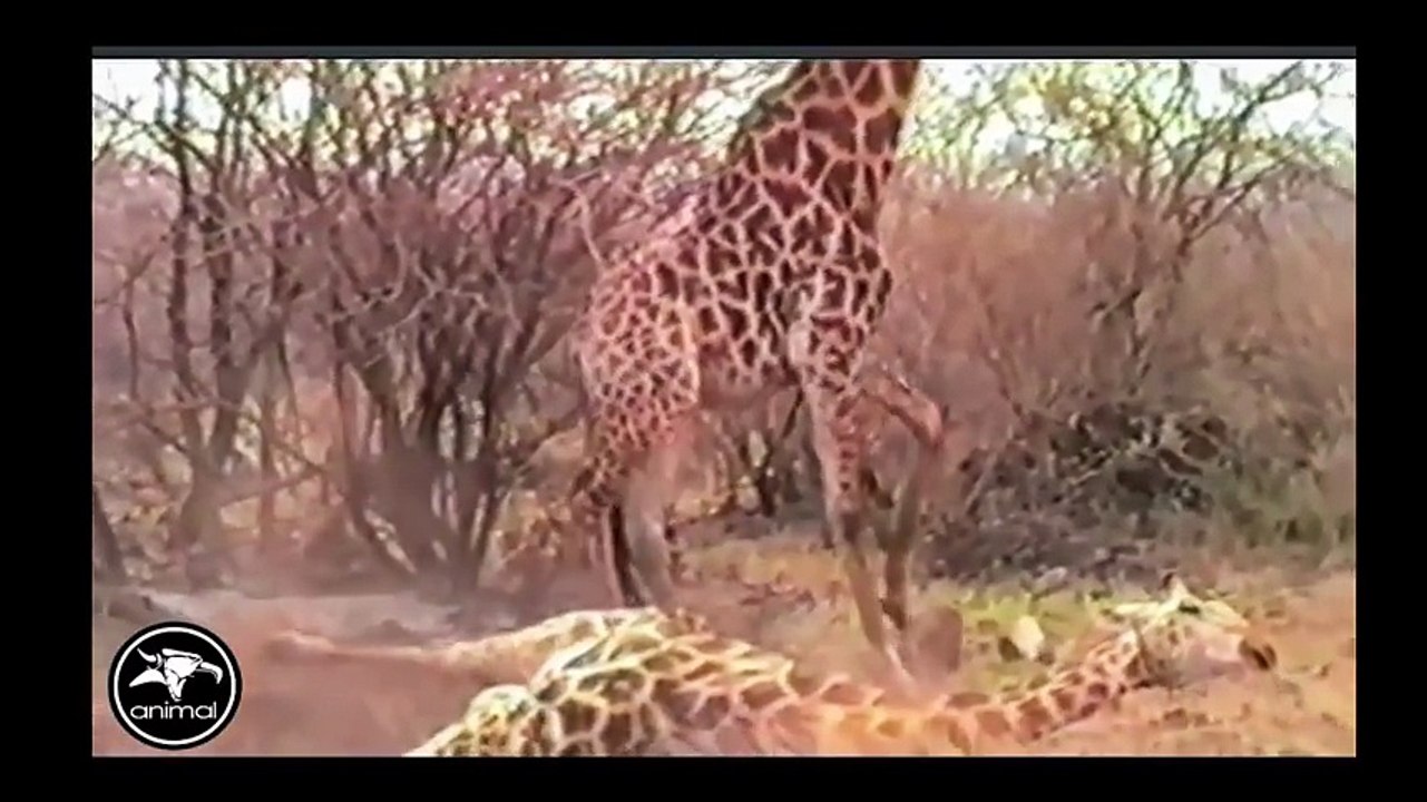 The Best Battle In Animal History - Real Fight To Death