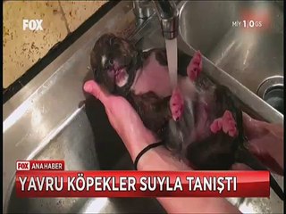 Yavru köpeklerin küvette yüzme öğrenme mücadelesi
