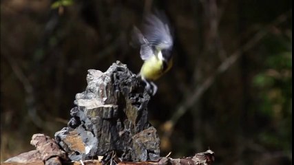 birds flying in slow motion