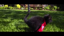 Cute Kittens Fly in Slow Motion to Hip Hop Dubstep