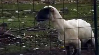 Кричащая коза