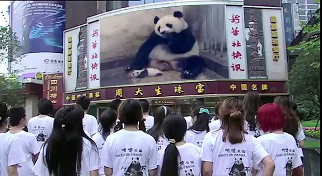 Sneezing Baby Panda: The (Potential) Film Trailer