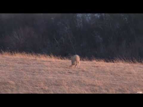 Coyote Hunting In the Prairies (UNCUT)