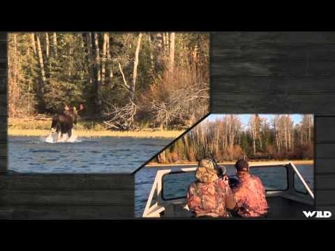 Hunting Big Moose with Bow in BC