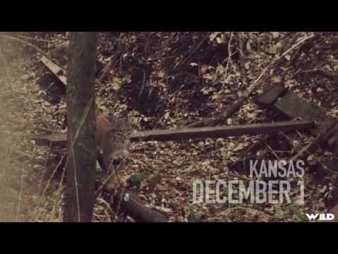 Bobcat & White-tailed Deer Bowhunting