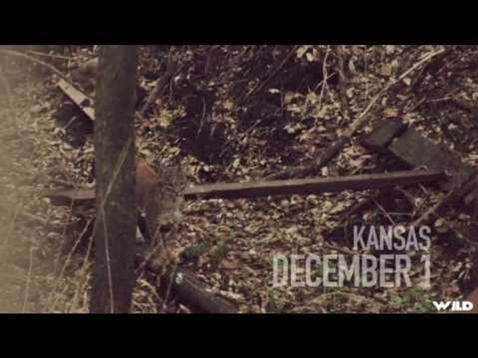 Bobcat & White-tailed Deer Bowhunting