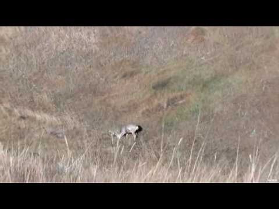Long Whitetail Deer Hunt