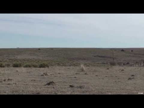 Hunting Coyote on the Prairies