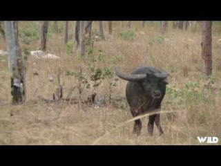 Hunting Water Buffalo with Bow in Australia Part 1