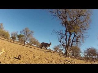 Spear Hunting for Antelope in Australia