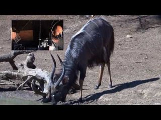Bowhunting Nyala on the Savannah
