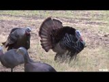 Wild Turkey Bowhunting