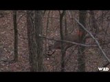 Hunting Whitetail Deer in Missouri