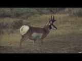 Antelope Bowhunting A Perfect Shot