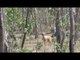 Dingoes and Water Buffalo in Australia