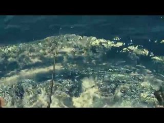 Swordfish Fishing in the Florida Keys