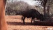 Bowhunting Wildebeest in Africa