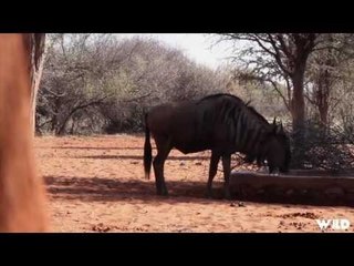Bowhunting Wildebeest in Africa