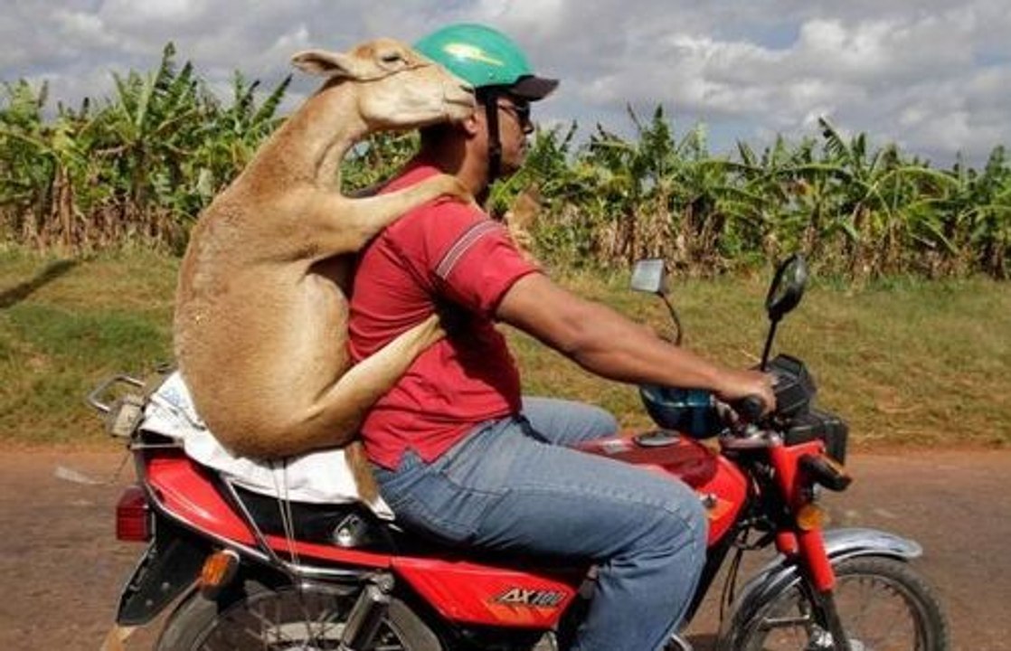 funny videos - Best FAILS , Funny Videos 2016 , Funny Clips 2016 - English funny videos - video dailymotion