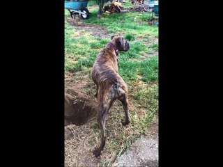 Boxer super excited about digging hole