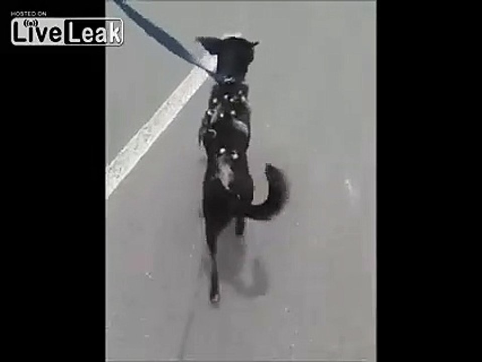 oppossums take a dog ride