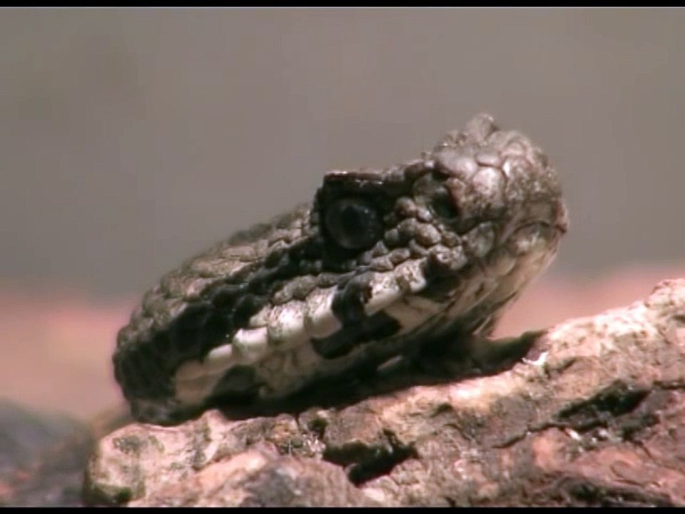 Armenian viper (Vipera raddei)