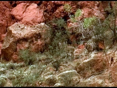 Армения. Безоаровые козлы. Armenia. Bezoar goat