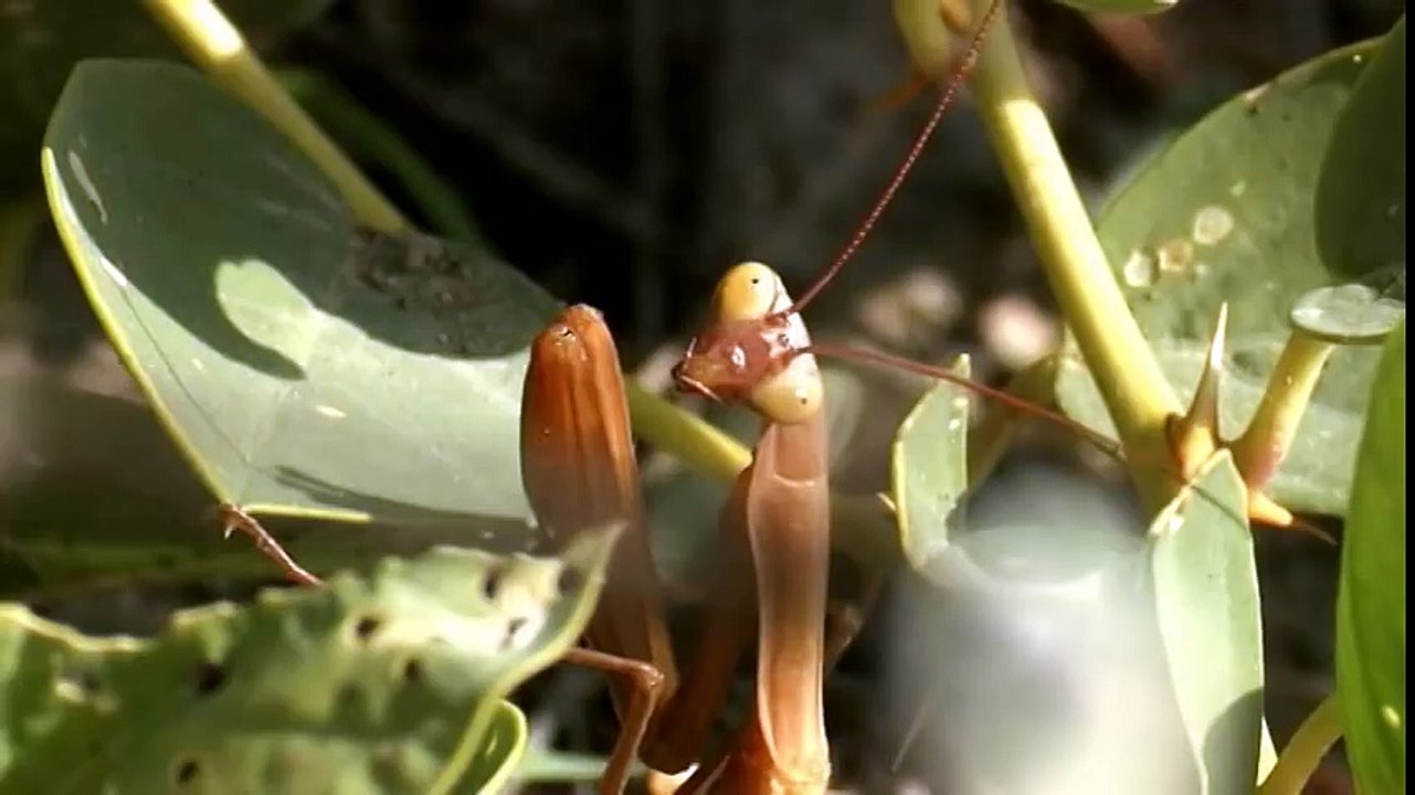 Армения. Дикая природа. Armenia. Wildlife