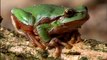 European tree frog. Phenomenal leap. Квакша. Hyla arborea