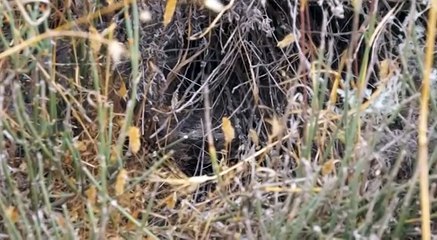 Levantine Viper attacks. Гюрза атакует. Microvipera lebetina