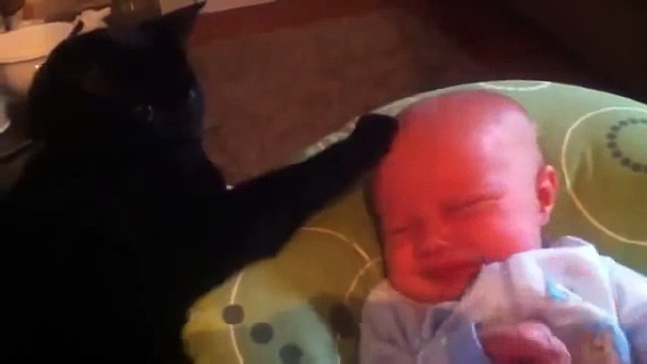 Кот - нянька!!!