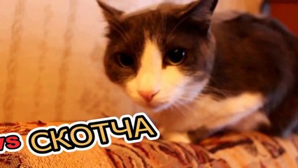 Кот - Скотч Хозяйка