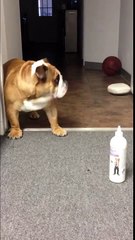 English Bulldog puppy reacts to ear cleaning bottle